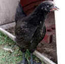 australorp-040505a.jpg (17533 bytes)