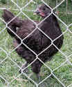 australorp-040505b.jpg (37487 bytes)